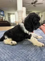 AKC. #4840 Boy, a male Cocker Spaniel for sale in Exeter, MO – 6 of 10