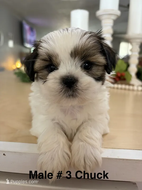Chuck – Shih Tzu puppy for sale in Exeter, MO