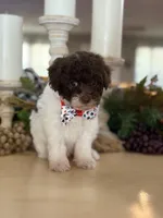 Kandys chocolate and white male, a male Poodle - Miniature  for sale in Exeter, MO – 9 of 10