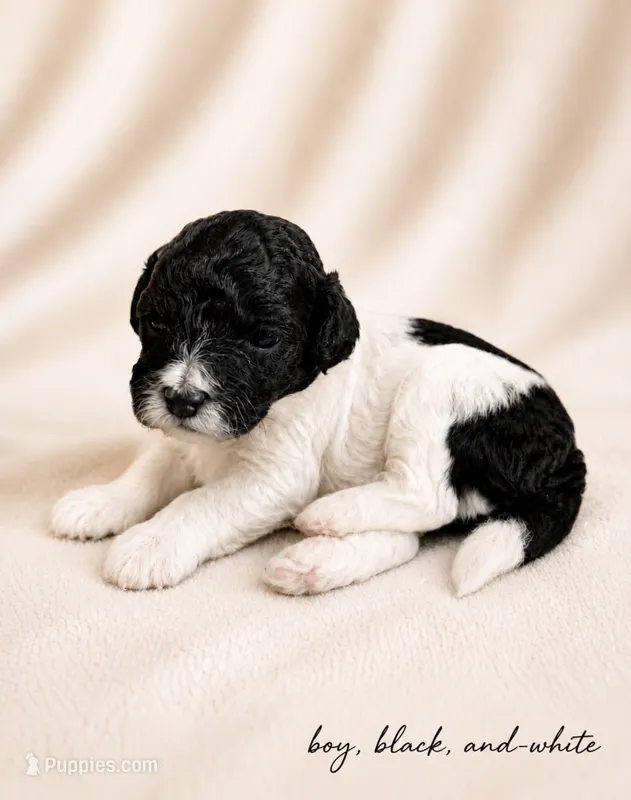 Black and white boy #2 – Poodle - Miniature  puppy for sale in Exeter, MO