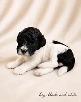 Black and white boy #2, a male Poodle - Miniature  for sale in Exeter, MO – 1 of 2