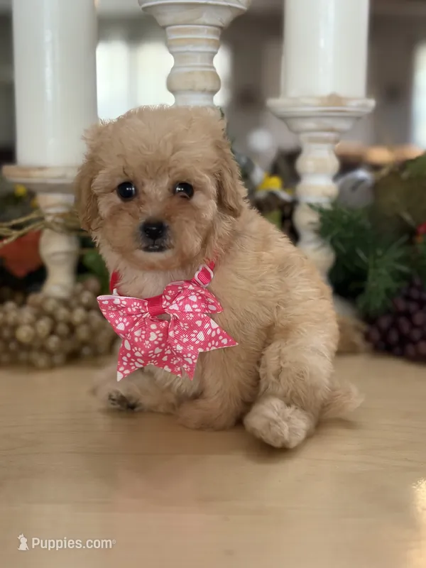 Kandys girl # 4671 – Poodle - Miniature  puppy for sale in Exeter, MO