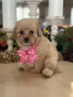 Kandys girl # 4671, a female Poodle - Miniature  for sale in Exeter, MO – 1 of 10