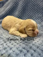 AKC Piper Buff #9399, a female Cocker Spaniel for sale in Exeter, MO – 2 of 10