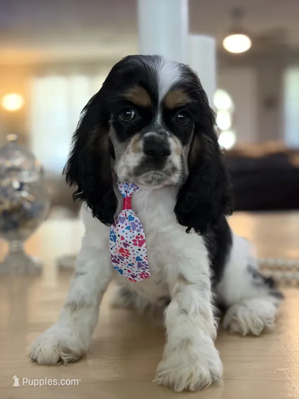 AKC  Tri Angles Boy❗️ # 4787❗️ – Cocker Spaniel puppy for sale in Exeter, MO