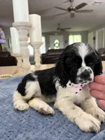 AKC #4841 Female, a female Cocker Spaniel for sale in Exeter, MO – 3 of 10