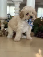 Kandys girl #4674, a female Poodle - Miniature  for sale in Exeter, MO – 4 of 10