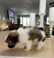 Charlie , a male Shih Tzu for sale in Exeter, MO – 7 of 9