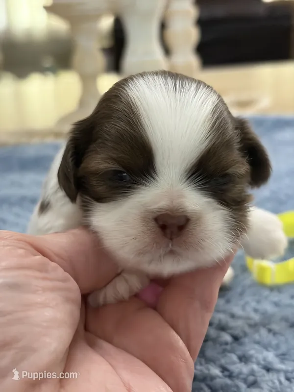 Lola’s boy #2.  4675 ⭐️⭐️⭐️ – Shih Tzu puppy for sale in Exeter, MO
