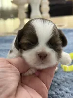 Lola’s boy #2.  4675 ⭐️⭐️⭐️, a male Shih Tzu for sale in Exeter, MO – 1 of 9