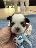 Lola’s girl #2– 4678 🦋💙🦋, a female Shih Tzu for sale in Exeter, MO – 10 of 10
