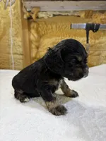 AKC BLACK AND TAN# 4843, a female Cocker Spaniel for sale in Exeter, MO – 4 of 6