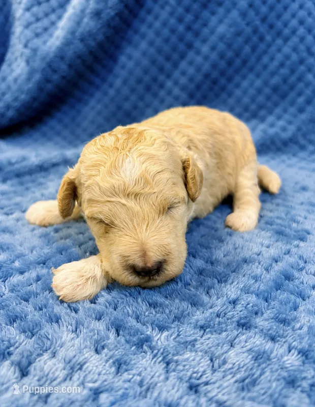 Silvys boy #1 – Poodle - Miniature  puppy for sale in Exeter, MO