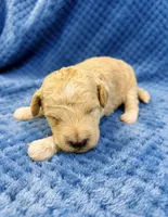 Silvys boy #1, a male Poodle - Miniature  for sale in Exeter, MO – 1 of 2