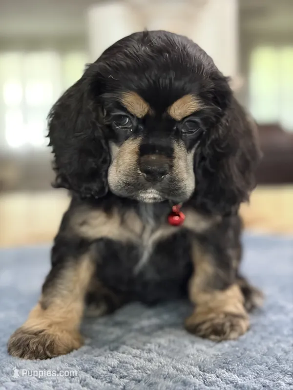 AKC BLACK AND TAN# 4843 – Cocker Spaniel puppy for sale in Exeter, MO
