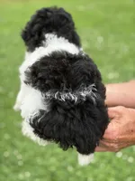 Black and white boy #2, a male Poodle - Miniature  for sale in Exeter, MO – 2 of 8