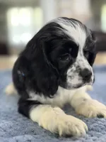 AKC PARTI  Boy❗️❗️ #4842❗️❗️, a male Cocker Spaniel for sale in Exeter, MO – 2 of 10