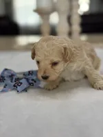 Kandys girl #4674, a female Poodle - Miniature  for sale in Exeter, MO – 10 of 10