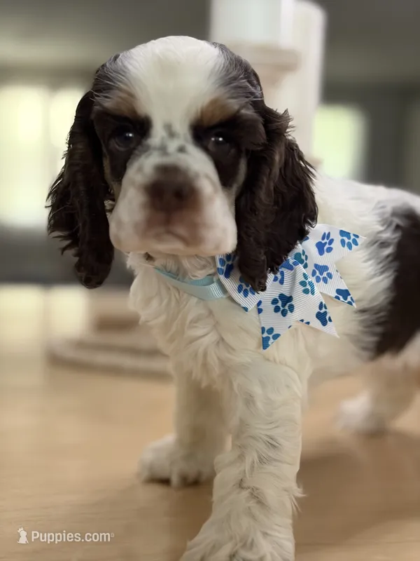 AKC Eva’s girl#2 – Cocker Spaniel puppy on hold in Exeter, MO