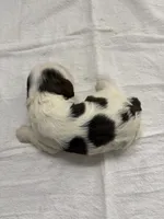 AKC Eva’s Girl #1, a female Cocker Spaniel for sale in Exeter, MO – 6 of 6