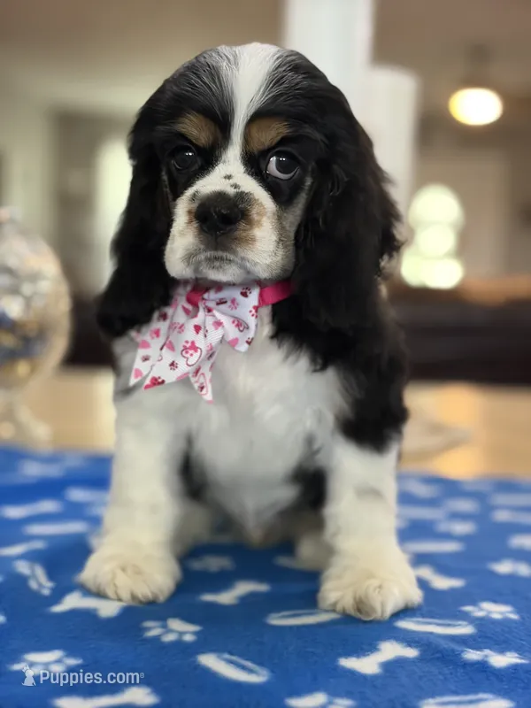 AKC TRI Girl # 4847 – Cocker Spaniel puppy for sale in Exeter, MO