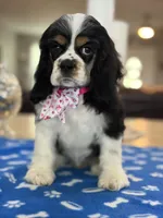 AKC TRI Girl # 4847, a female Cocker Spaniel for sale in Exeter, MO – 1 of 10