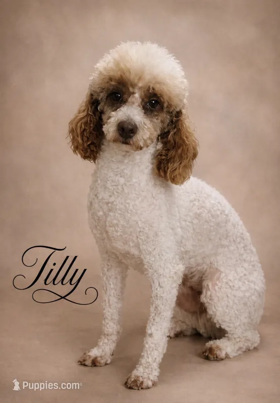 Tilly – Poodle - Miniature  puppy for sale in Exeter, MO