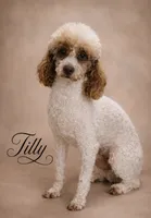 Tilly, a female Poodle - Miniature  for sale in Exeter, MO – 1 of 4