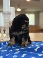 AKC BLACK AND TAN# 4843, a female Cocker Spaniel for sale in Exeter, MO – 3 of 9