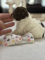 Kandys chocolate and white male, a male Poodle - Miniature  for sale in Exeter, MO – 5 of 8
