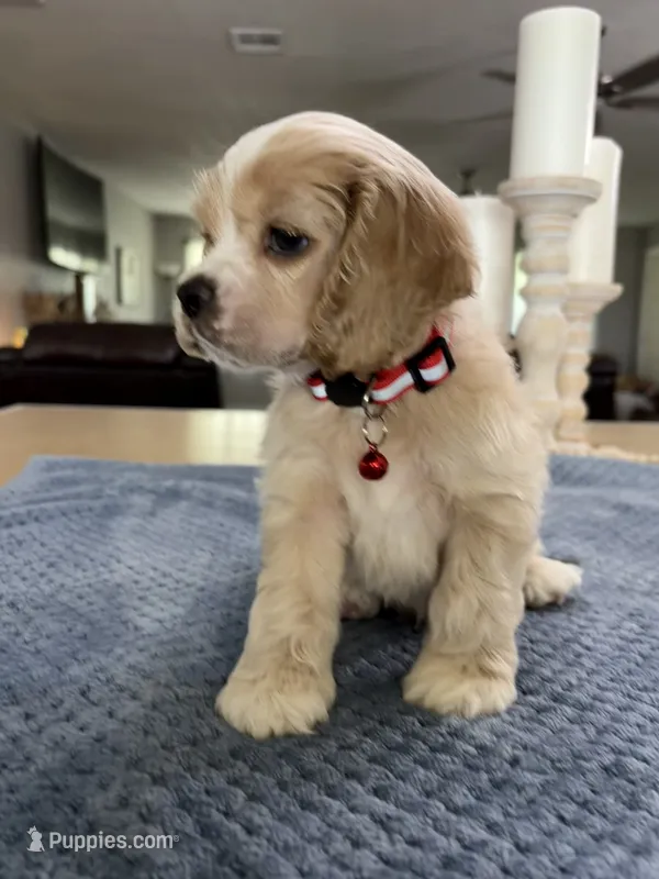 AKC Prince # 9402 Buff – Cocker Spaniel puppy for sale in Exeter, MO