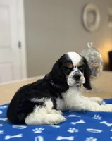 AKC TRI # 4845, a female Cocker Spaniel for sale in Exeter, MO – 5 of 7