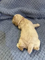 AKC Paul # 9400 Red Roan, a male Cocker Spaniel for sale in Exeter, MO – 8 of 10