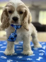 AKC Prince # 9402 Buff, a male Cocker Spaniel for sale in Exeter, MO – 2 of 10