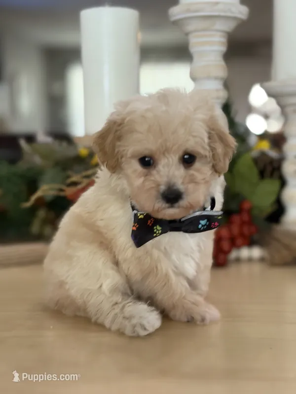 Kandys cream boy # 4672 – Poodle - Miniature  puppy for sale in Exeter, MO