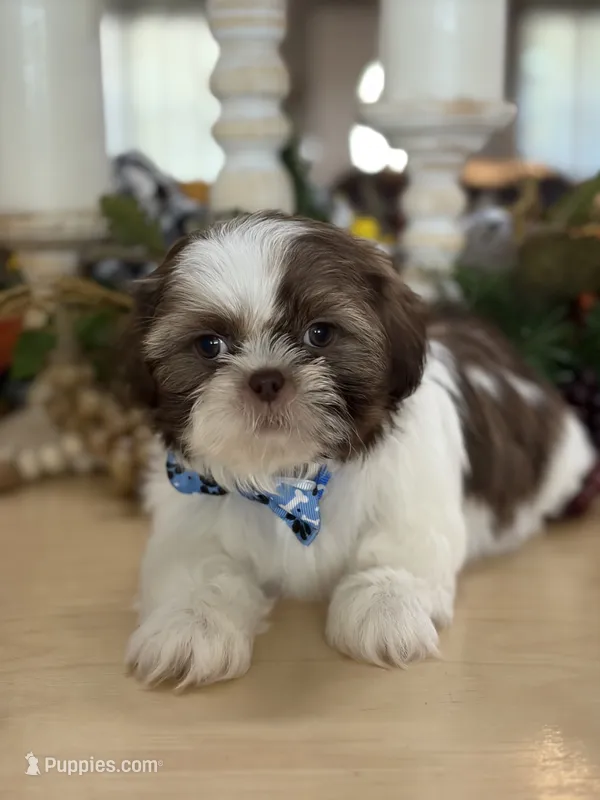 Lola’s boy #1.  4679 🧢 – Shih Tzu puppy for sale in Exeter, MO