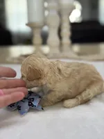 Kandys girl #4674, a female Poodle - Miniature  for sale in Exeter, MO – 3 of 10