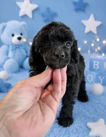 Silvys boy , a male Poodle - Miniature  for sale in Exeter, MO – 1 of 10