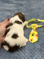 Lola’s boy #2.  4675 ⭐️⭐️⭐️, a male Shih Tzu for sale in Exeter, MO – 3 of 9