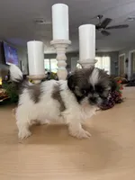 Champ, a male Shih Tzu for sale in Exeter, MO – 7 of 9