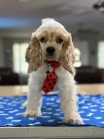 ‼️Toby. ‼️‼️Discount , a male Cocker Spaniel for sale in Exeter, MO – 8 of 10
