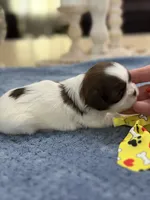 Lola’s boy #2.  4675 ⭐️⭐️⭐️, a male Shih Tzu for sale in Exeter, MO – 7 of 9