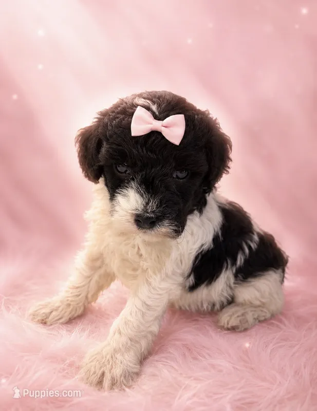 Silvys girl#1 – Poodle - Miniature  puppy for sale in Exeter, MO