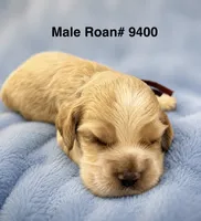 AKC Paul # 9400 Red Roan, a male Cocker Spaniel for sale in Exeter, MO – 1 of 10