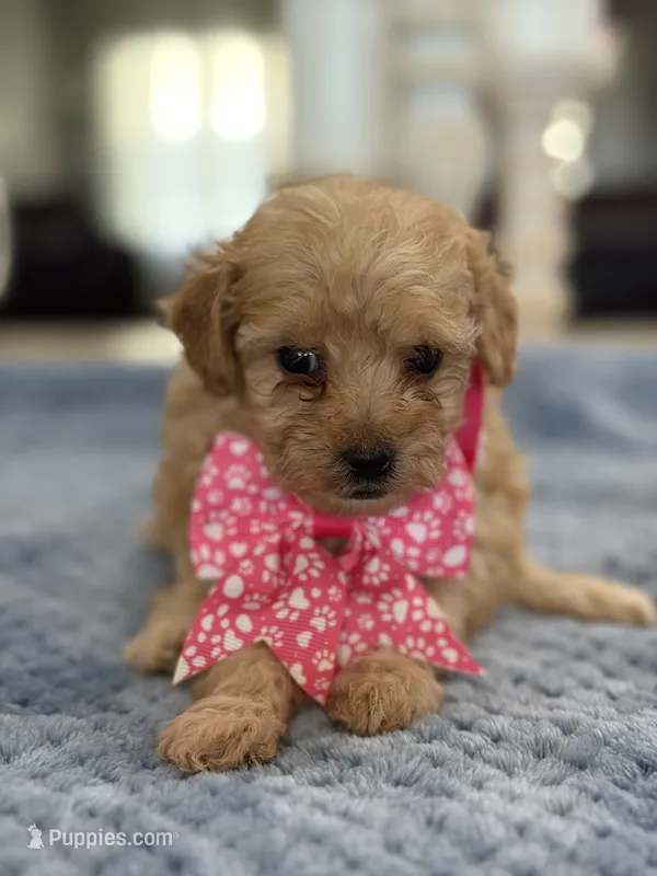 Kandys girl # 4671 – Poodle - Miniature  puppy for sale in Exeter, MO