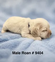 AKC Peter # 9404 Red Roan, a male Cocker Spaniel for sale in Exeter, MO – 1 of 10
