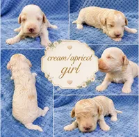 Silvys girl #3, a female Poodle - Miniature  for sale in Exeter, MO – 2 of 2