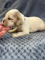 AKC Paisley #9406 Red Roan , a female Cocker Spaniel for sale in Exeter, MO – 5 of 10
