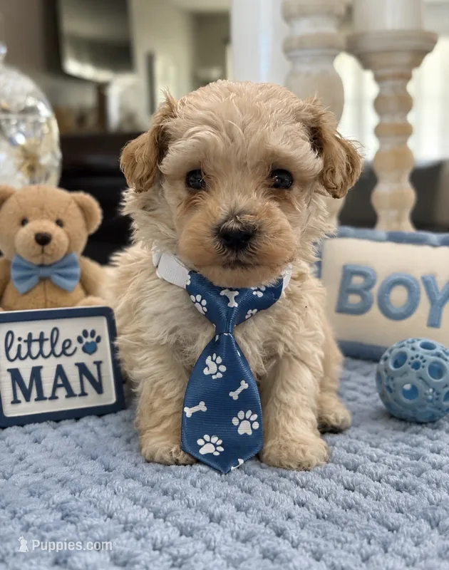 Kandys cream boy # 4672 – Poodle - Miniature  puppy for sale in Exeter, MO