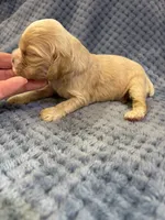 AKC Piper Buff #9399, a female Cocker Spaniel for sale in Exeter, MO – 4 of 10